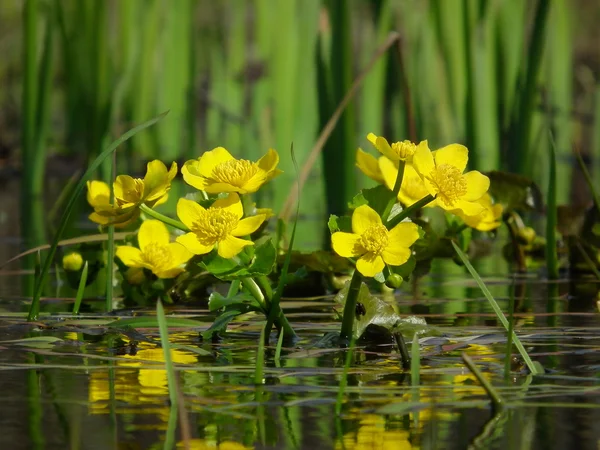 Marigolds, Caltha palustris, bataklık bir çayır üzerinde ilkbaharda çiçek açan sarı çiçekler
