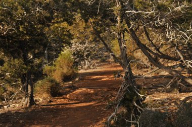 A scenic dirt path winds through a tranquil forest filled with trees and underbrush in warm afternoon light. This serene setting invites hiking and enjoying nature's calmness.