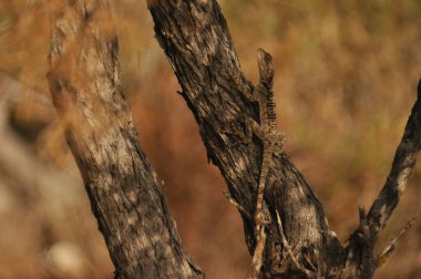 A small lizard is seen climbing up the rough bark of a dry tree. The scene captures the lizard's agility in a warm, natural setting filled with earthy tones and light.