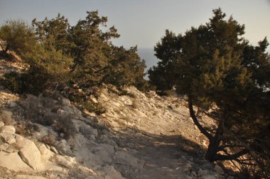 Yuvarlak bir patika, kayalık topraklar ve temiz bir gökyüzünün altındaki yoğun çalıların arasından geçer. Güneş ışığı yere yumuşak gölgeler düşürüyor ve deniz kenarında huzurlu bir atmosfer yaratıyor..