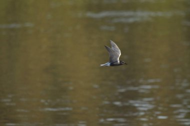 A black tern flying over the river and hunting for insects and small fish swimming in the water.