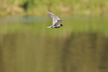 A black tern flying over the river and hunting for insects and small fish swimming in the water.