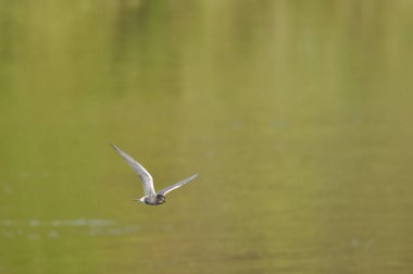 A black tern flying over the river and hunting for insects and small fish swimming in the water.