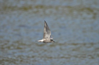 A black tern flying over the river and hunting for insects and small fish swimming in the water.