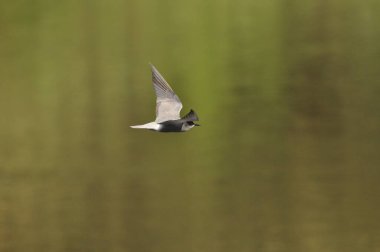 A black tern flying over the river and hunting for insects and small fish swimming in the water.