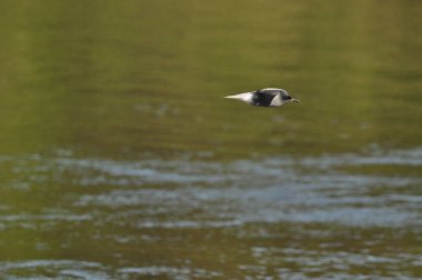 A black tern flying over the river and hunting for insects and small fish swimming in the water.