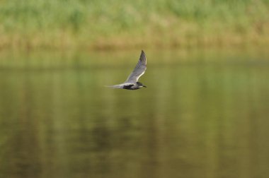 A black tern flying over the river and hunting for insects and small fish swimming in the water.