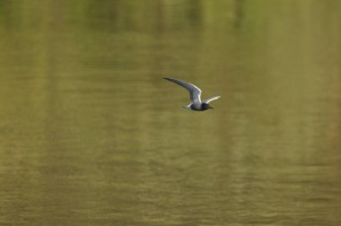 A black tern flying over the river and hunting for insects and small fish swimming in the water.