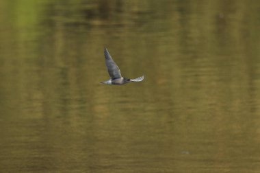 A black tern flying over the river and hunting for insects and small fish swimming in the water.