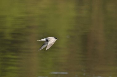 A black tern flying over the river and hunting for insects and small fish swimming in the water.
