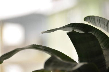 Yeşil bitki yapraklarının yakın plan çekimini içeren parlak bir iç mekan. Yumuşak odak dokuyu ve şekli vurgular. Rahatlamak için ideal sakin bir atmosfer yaratır..