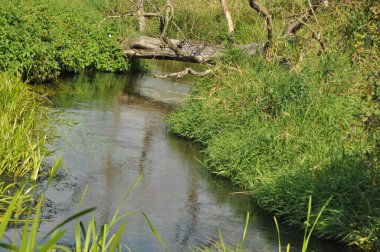 Kalın yeşil çimenler ve bitkiler arasında gezinen dingin bir dere kıyıda dinlenen bir kütükle birlikte. Güneşli bir gün huzur dolu manzaraya sıcaklık katar..