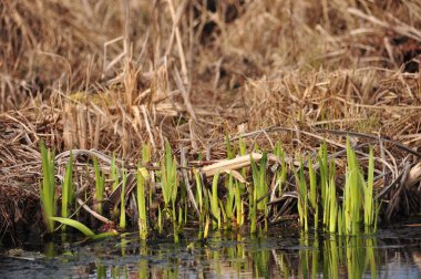 Açık yeşil filizler, kuru kahverengi otlarla çevrili olarak suyun kenarından yükselir ve sulak bir alana baharın gelişini işaret eder. Sahne yeni büyüme ve yenilenmeyi yansıtıyor.