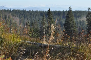 Güzel bir manzara, rüzgarda sallanan uzun otları ve kır çiçeklerini gösterir. Uzak dağlar ve yüksek yeşil ağaçlar güneşli bir günde huzurlu bir atmosfer yaratır..