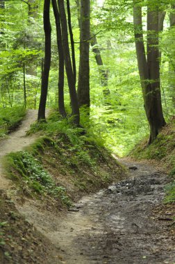 Uzun ağaçlar ve zengin yeşilliklerle çevrili canlı bir ormanda iki farklı patika ayrılır. Sabahın erken saatlerinde yaprakların arasından süzülerek yürüyüş için mükemmel sakin bir atmosfer yaratır..