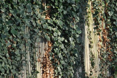 Yeşilli yeşil bir sarmaşık bitkisi yıpranmış taş bir duvara tırmanıp doğayı mimariyle harmanlıyor. Sıcak öğleden sonra güneşi bu açık havada sakin bir atmosfer yaratıyor..