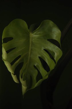 Parlak yeşil bir yaprak, kalp şeklinde ve belirgin kesikler koyu bir arkaplana doğru aydınlatılır..