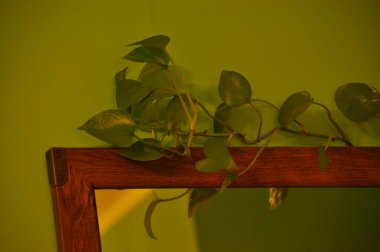 Yeşilli yeşil bir bitki, arkasındaki parlak yeşil duvarla güzel tezat oluşturan ahşap bir çerçevenin kenarından aşağı doğru eğilir. Yumuşak ışıklandırma sahneye sıcaklık katar.