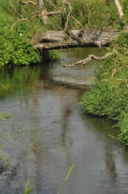 Huzurlu bir nehir canlı yeşil bitkiler ve çimenler arasından akar. Devrilmiş büyük bir ağaç su boyunca uzanıyor. Yansımalar bu doğal ortamda sakin bir atmosfer yaratır..