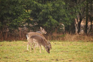 Küçük bir grup geyik yemyeşil bir alanda sessizce otlarken görülebilir. Arka planda bulutlu bir günde huzurlu bir doğal ortam yaratan uzun ağaçlar var..