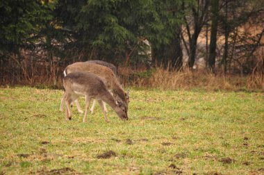 İki geyik geniş bir arazide yemyeşil çimlerde huzur içinde otluyor. Sahne uzun ağaçlar ve bulutlu bir gökyüzü ile çevrili, sakin bir atmosfer yaratıyor..