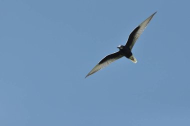 Bir kuş güneşli bir günde parlak mavi bir gökyüzüne doğru zarif bir şekilde uçuyor. Kanatları genişçe açılır, siyah ve beyaz tüyleri kolayca süzülürken sergilenir.