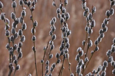 İnce dallardan çıkan minik, yumuşak kedi derileri sıcak güneş ışığında parlıyor. Kurumuş otların sessiz arkaplanı, baharın gelişini simgeleyen kontrastı ekler..