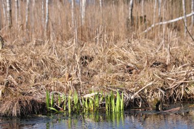 Açık yeşil filizler sulak alanların kenarından filizleniyor. Suyun etrafında mevsimlerin değiştiğini gösteren uzun otlar ve çıplak ağaçlar var..