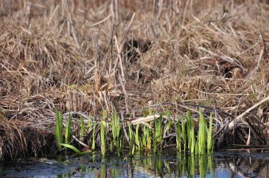Baharda sulardan yeni yeşil filizler çıkıyor. Kurumuş sazlıklar ve sulak bir alandaki bitki örtüsüyle çevrili. Bu sahne doğadaki yenilenme döngüsünü vurgular..
