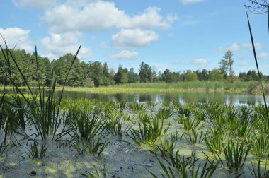 Barışçıl bir sulak alan sularda yetişen yemyeşil bitkilere sahiptir. Açık mavi gökyüzü tüylü beyaz bulutlarla dağılmış, dingin bir doğal manzara yaratıyor..