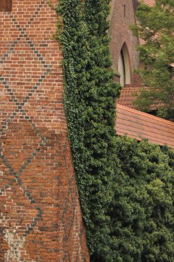 Ivy, mimari özelliklere karşı doğal büyümenin bir karışımını sergileyerek kırmızı tuğla bir duvarın yüzeyini sarar. Sahne, tarihle etkileşen doğanın güzelliğini yakalar..