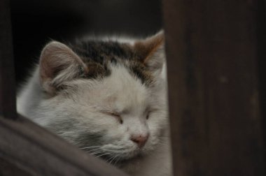 Yamuk paltolu tüylü bir kedi tahta çıtaların arkasında sessizce uyuyor. Sıcak atmosfer sıcak ve sakin bir ortamı yansıtıyor. Kedi hak ettiği şekerlemenin tadını çıkarıyor..
