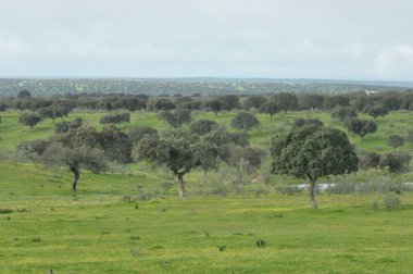 Bereketli yeşil bir alan kısmen bulutlu bir gökyüzünün altında birkaç dağınık ağaç barındırır. Sahne, doğanın güzelliğini gözler önüne seren ilkbaharda kırsal bir ortamın huzurunu yakalıyor..