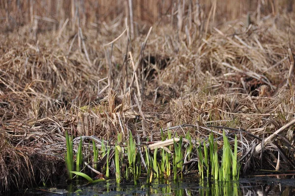 Bereketli yeşil filizler baharın başlarında bir bataklığın koyu suyundan yükselir. Kahverengi, kurumuş sazlıklar canlı yeni büyümenin etrafını sarar. Bu da mevsimsel değişimi gösterir..