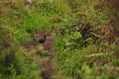 Yoğun bir ormanda yeşil eğreltiotu ile çevrili çamurlu bir patika boyunca yürüyen kahverengi bir kuş görülüyor. Sahne, sabahları doğanın sükunetini yakalar..