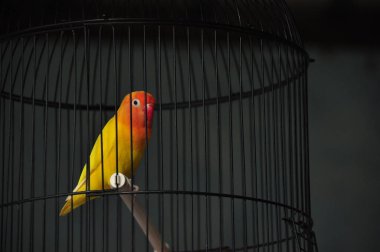 Turuncu ve sarı tüylü canlı bir aşk kuşu siyah metal bir kafesin içinde bir dala tünemiş. İçerideki rahat atmosfer, neşeli sahne için sıcak bir zemin sunuyor..