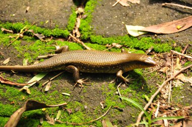 Bir kertenkele, canlı bir tropikal ormanda nemli ve yosun kaplı bir yolda sürünür. Parlak güneş ışığı çevredeki yaprakların arasından süzülüp, manzarayı aydınlatıyor..