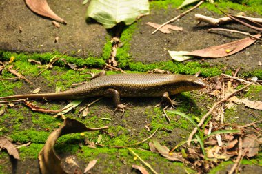 İnce bir kertenkele, yemyeşil bir tropikal ormanda yosunlu bir yolda yol alır. Düşen yapraklar etrafını sarar ve sabahın erken saatlerinde doğal bir yaşam alanı yaratır..