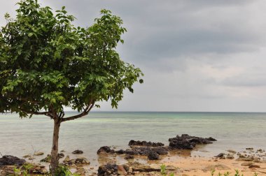 Huzurlu bir sahil sahnesinde kıyı şeridinin yanında yeşil bir ağaç yer alır. Yumuşak dalgalar bulutlu bir gökyüzünün altında kayalık sahilde tur atar. Sakin su, günün soluk renklerini yansıtır..