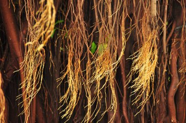 Canlı bir tropikal ormandaki bir ağacın dallarından sarkan uzun ve ince kökler. Güneş ışığı yeşilliklerin arasından süzülür, doğanın karmaşık ağını vurgular..