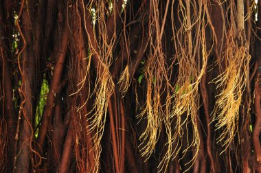Büyük bir tropikal ağacın karmaşık kökleri yaprakların arasından süzülen güneş ışığıyla aydınlatılan canlı yeşil bir ortamda doğal bir sanat eseri oluşturur. Sahne doğanın güzelliğini yakalar..
