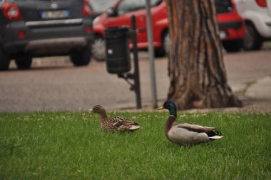 Şehir parkındaki yeşil çimlerin üzerinde sakince oturan iki ördek. Arabalar yakınlarda park edilmiş, sakin bir günde huzurlu bir manzara yaratıyorlar. Çevre ağaçlar ve binalarla dolu..