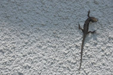 Küçük bir kertenkele parlak güneş ışığı altında kaba, beyaz bir duvara tırmanıyor. Vücudu duvarın dokusuyla harmanlanır ve doğanın esnekliğini ve uyum sağlayabilirliğini gösterir..