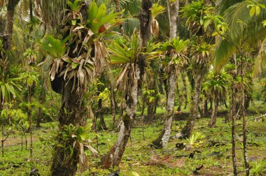 Canlı bir tropikal ormanda yeşil epifitlerle örtülü uzun ağaçlar sergilenir. Güneş ışığı yaprakların arasından süzülerek doğada barışçıl bir atmosfer yaratır..