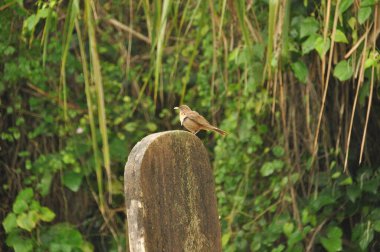 Küçük bir kuş canlı yeşil bir çevrede ahşap bir direğin üzerinde duruyor, yemyeşil yapraklar barışçıl bir zemin oluşturuyor. Sahne, doğadaki sükuneti yakalar..