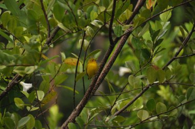 Parlak sarı bir kuş canlı yeşil yapraklarla çevrili bir dalda oturur. Huzurlu orman ortamı doğada güzel bir gün olduğunu gösteriyor. Kuşları izlemek ve keşfetmek için ideal..