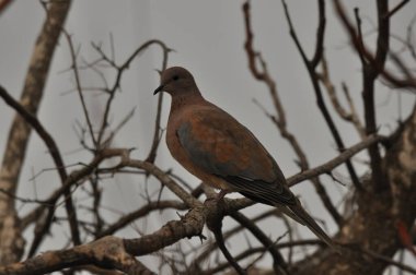 Bir güvercin, çıplak dallar ve yumuşak sabah ışıklarıyla çevrili bir ağaç dalında zarifçe oturur. Sakin ortam kuşun canlı renklerini artırıyor ve huzurlu bir sahne yaratıyor..