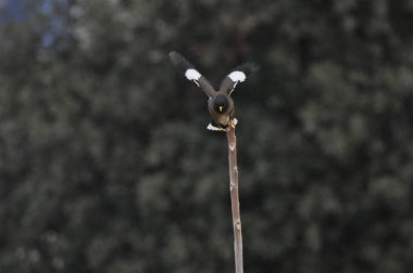 İnce bir dalın üzerinde süzülen küçük bir kuş, uçuşun ortasında yakalanır. Arkaplanda bulanık yeşillik var. Canlı bir doğa sahnesi var..