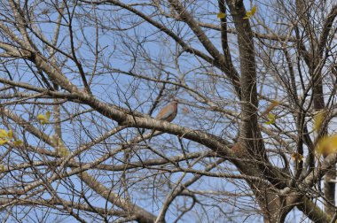 Bir kuş baharda yapraksız bir ağacın dalında sessizce oturur. Gökyüzü parlak mavi ve birkaç yaprak ortaya çıkmaya başlıyor. Bu da mevsimlerin değiştiğini gösteriyor..