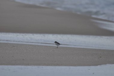 Okyanusun yumuşak dalgalarına yakın kumlu sahil boyunca yürüyen küçük bir kuş görülüyor. Berrak gökyüzü ve sakin ortam o anın huzurlu atmosferine eklenir..